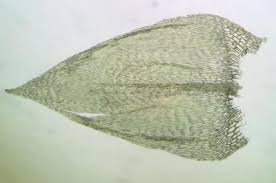 Attēlu rezultāti vaicājumam “Brachythecium rivulare”