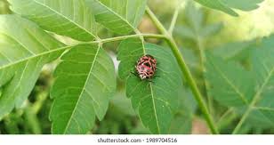 Attēlu rezultāti vaicājumam “Eurydema dominulus imago”