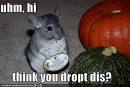 clever chinchilla with hat