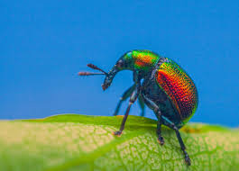 Attēlu rezultāti vaicājumam “Attelabidae”