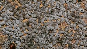 Attēlu rezultāti vaicājumam “Physarum cf. diderma macro”