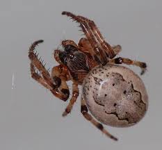 Attēlu rezultāti vaicājumam “Larinioides cornutus”