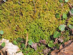 Attēlu rezultāti vaicājumam “Rhytidiadelphus subpinnatus sporophyte”