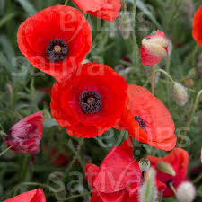 Image result for Papaver rhoeas