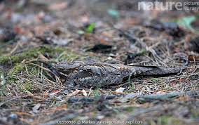 Attēlu rezultāti vaicājumam “Caprimulgus europaeus nest”
