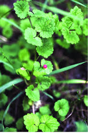 Attēlu rezultāti vaicājumam “Liposthenes glechomae”