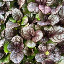 Image result for Ajuga reptans