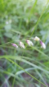 Attēlu rezultāti vaicājumam “Melica nutans leaf”