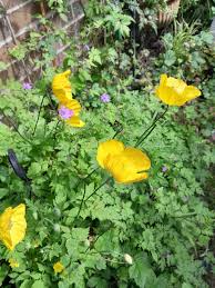 Image result for Meconopsis cambrica