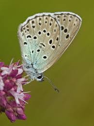 Attēlu rezultāti vaicājumam “Phengaris arion upperside”