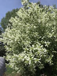 Attēlu rezultāti vaicājumam “Prunus padus var. roseiflora”