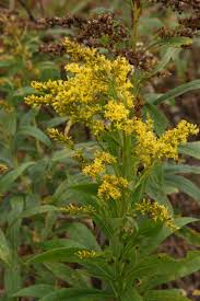 Attēlu rezultāti vaicājumam “Solidago canadensis flower”