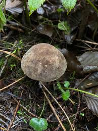 Attēlu rezultāti vaicājumam “Porphyrellus porphyrosporus”