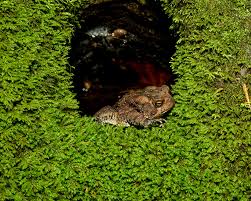 Attēlu rezultāti vaicājumam “Anomodon attenuatus”