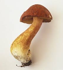 Attēlu rezultāti vaicājumam “Boletus edulis”