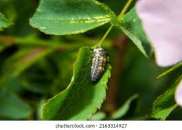 Attēlu rezultāti vaicājumam “Mellicta athalia larva”