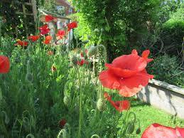 Image result for Lytchett Manor Smbc