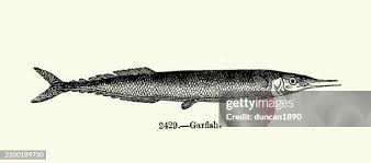 Image result for Belone belone