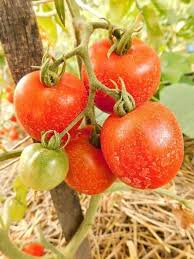 Afbeeldingsresultaat voor bloody butcher tomato