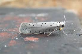 Attēlu rezultāti vaicājumam “Yponomeuta malinellus / cagnagella”