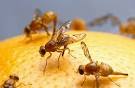 How To Get Rid Of &amp; Kill Fruit Flies – Fruit Fly Trap – Fruit Fly ...