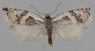 Attēlu rezultāti vaicājumam “Ancylis myrtillana”