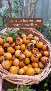 Attēlu rezultāti vaicājumam “Mespilus germanica fruit”