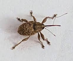 Attēlu rezultāti vaicājumam “Curculio venosus”