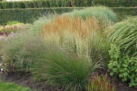 Attēlu rezultāti vaicājumam “Calamagrostis arundinacea leaf”