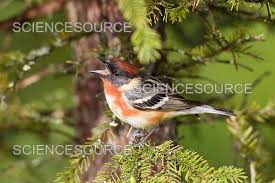 Image result for Dendroica castanea