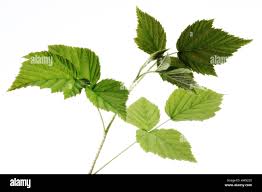 Attēlu rezultāti vaicājumam “Rubus idaeus leaf”