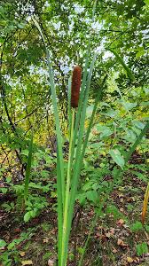 Attēlu rezultāti vaicājumam “Typha latifolia”
