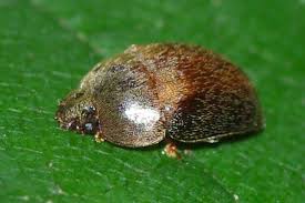 Attēlu rezultāti vaicājumam “Cychramus variegatus”