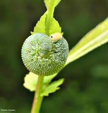 Attēlu rezultāti vaicājumam “Trichiosoma larva”