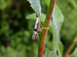 Attēlu rezultāti vaicājumam “Argyresthiidae”