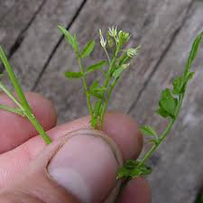 Attēlu rezultāti vaicājumam “Cardamine impatiens flower”