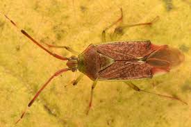 Attēlu rezultāti vaicājumam “Pantilius tunicatus imago”