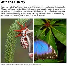 Attēlu rezultāti vaicājumam “Pyralididae”