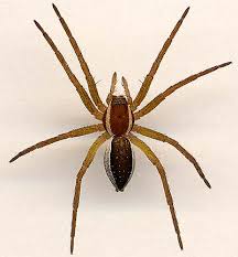 Attēlu rezultāti vaicājumam “Aranei”