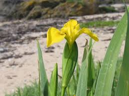 Attēlu rezultāti vaicājumam “Iris pseudacorus”