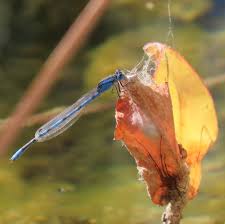 Attēlu rezultāti vaicājumam “Lycogala alisaulianovae macro”