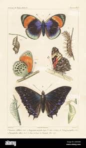 Attēlu rezultāti vaicājumam “Argynnis paphia pupa”