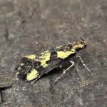 Attēlu rezultāti vaicājumam “Denisia similella”