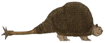 Attēlu rezultāti vaicājumam “Diderma cingulatum”