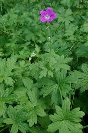 Attēlu rezultāti vaicājumam “Geranium palustre flower”