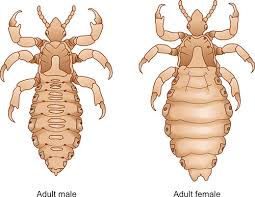 Attēlu rezultāti vaicājumam “Pediculus humanus capitis”