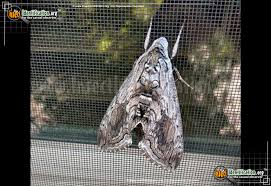Image result for hawk moth