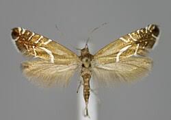Attēlu rezultāti vaicājumam “Glyphipterigidae”