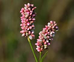 Attēlu rezultāti vaicājumam “Persicaria maculosa”