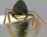 Attēlu rezultāti vaicājumam “Formicidae”